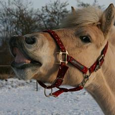 Fjordhest Odin Kaptain † R.I.P †