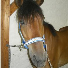 Anden særlig race Elvis(solgt)