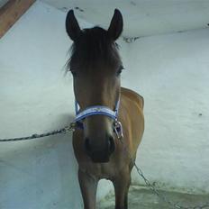 Anden særlig race Elvis(solgt)