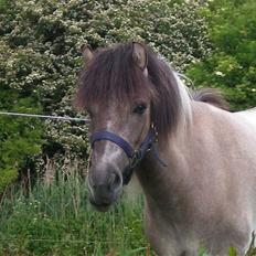 Anden særlig race Sir duke