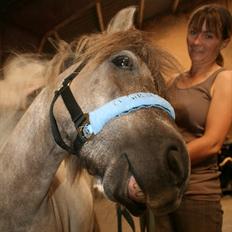 Anden særlig race Sir duke