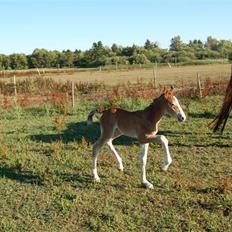 Anden særlig race Umay Be Royal