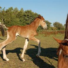 Anden særlig race Umay Be Royal