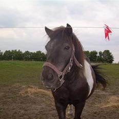 Shetlænder Nygaard's Tarzan