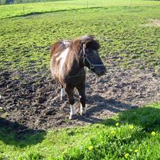 Shetlænder Nygaard's Tarzan
