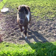 Shetlænder Nygaard's Tarzan