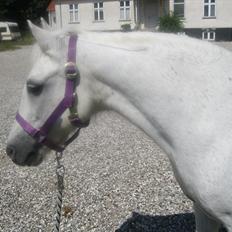 Dartmoor Kitti / Nekita frydenlund