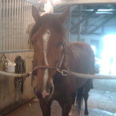 Traver Montana Sølvtop