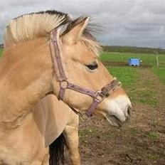 Fjordhest Pop (har passet) R.I.P<3