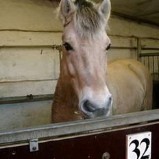 Fjordhest Pop (har passet) R.I.P<3