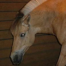 Fjordhest Pop (har passet) R.I.P<3