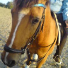 Anden særlig race Vestervangs Ib