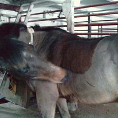 Anden særlig race charlie brown