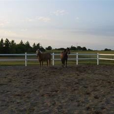 Anden særlig race charlie brown