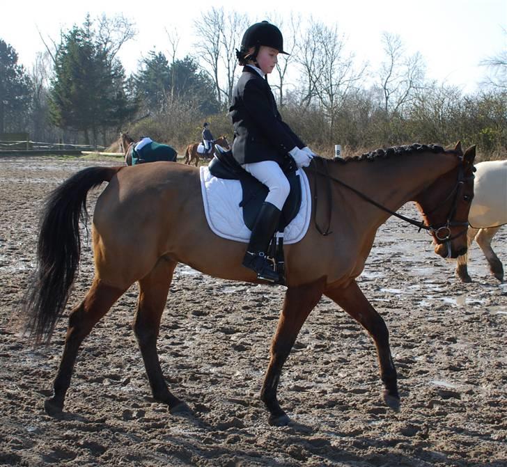 Arabisk fuldblod (OX) Loráng - Et af vores første stævner i klubben billede 8