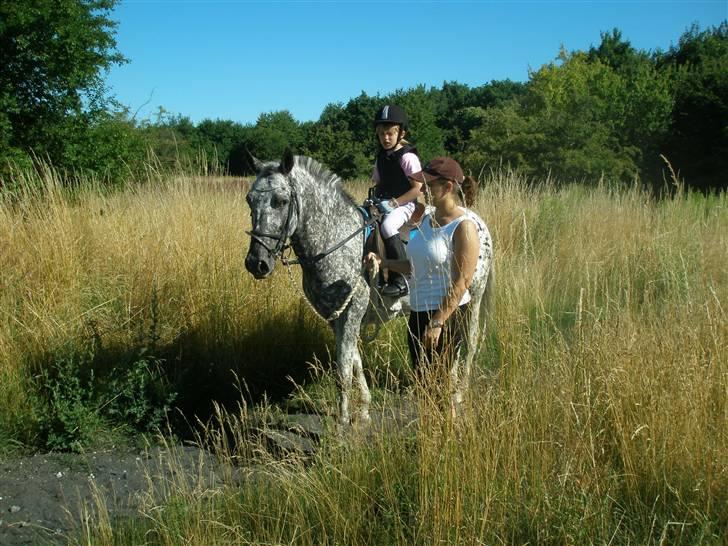 Appaloosa Benno - Vores første skovtur d.26/7-08 billede 8