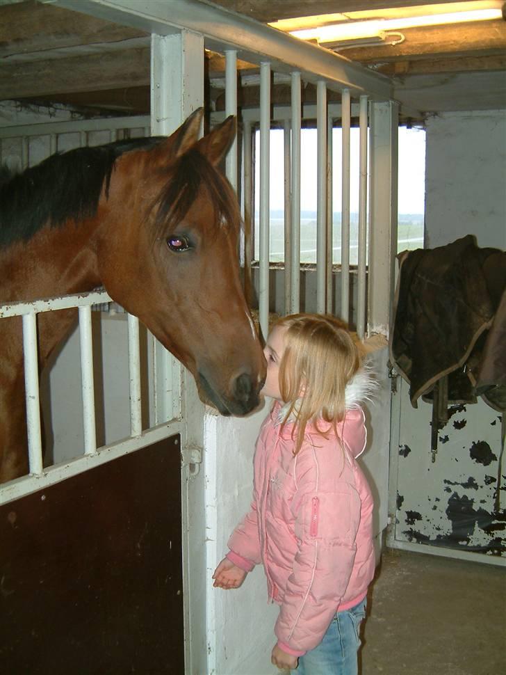 Arabisk fuldblod (OX) Loráng - Da jeg lige havde fået min skønne hyp! billede 9