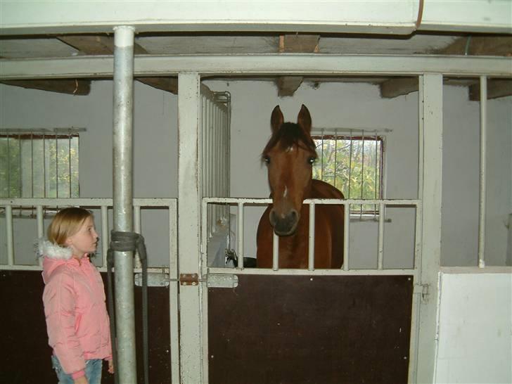 Arabisk fuldblod (OX) Loráng - Da jeg lige havde fået min skønne hyp! billede 10