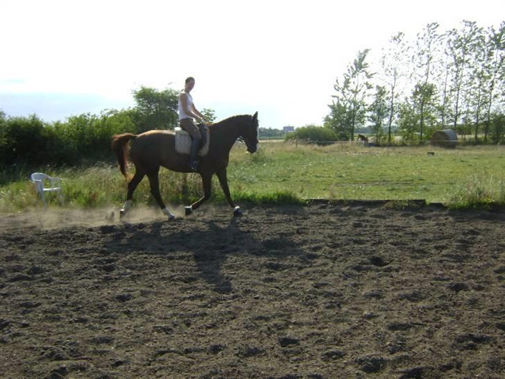 Dansk Varmblod Dorina Holmsteén *SOLGT* billede 2