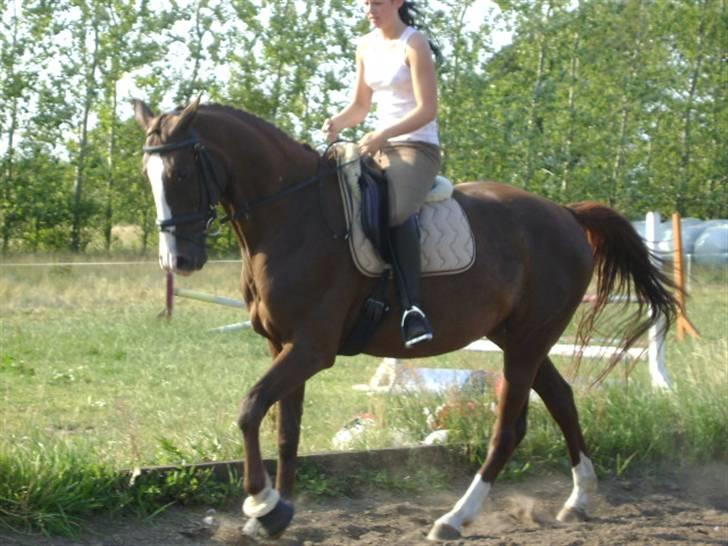 Dansk Varmblod Dorina Holmsteén *SOLGT* billede 7