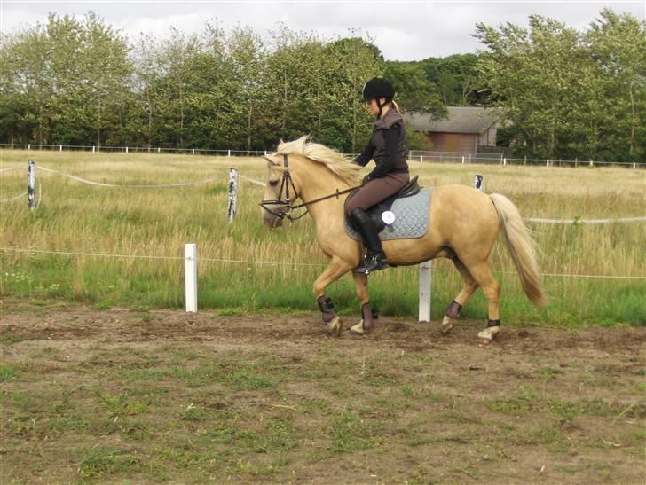 Palomino Max Motor  - Sommer 2008 billede 20