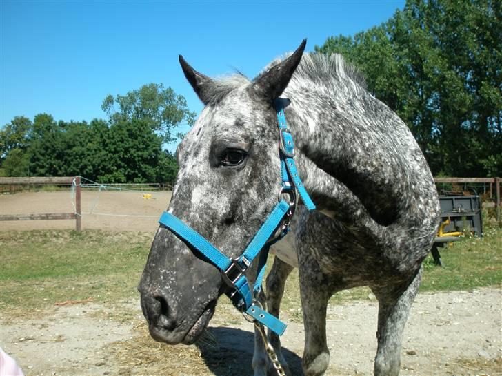 Appaloosa Benno - Er jeg ikke bare nuttet? billede 13
