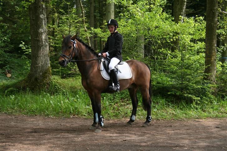 New Forest Bastian ¤solgt&savnet¤ - Morsø-cup 09  billede 7