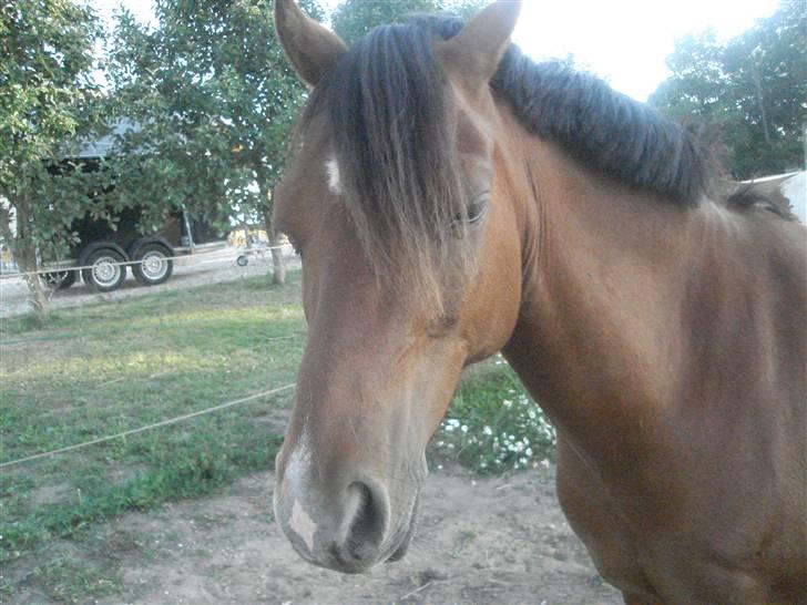 Welsh Pony af Cob-type (sec C) Napo Jack - det er hans smukke hovede billede 5