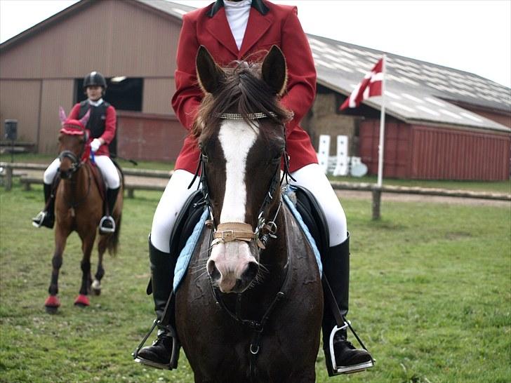 Anden særlig race FELIX DELIGHT - *Pure beautyness!! xO - Stævne på SPOR - Efter præmieoverrækkelse *Fotograf: Nanna Carlsen(Dogpaw.dk) billede 16