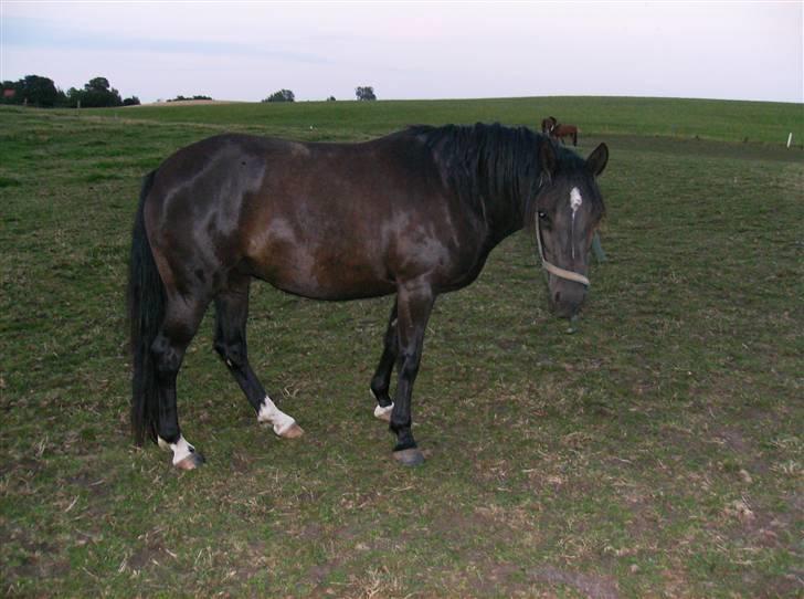 Welsh Pony af Cob-type (sec C) Zemtao-Hougård Solgt billede 15