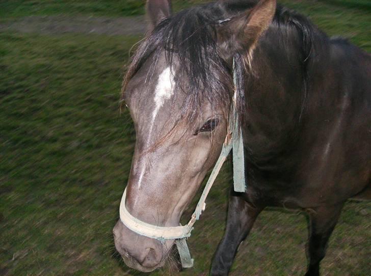Welsh Pony af Cob-type (sec C) Zemtao-Hougård Solgt billede 16