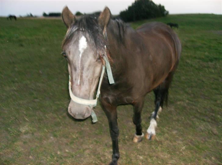 Welsh Pony af Cob-type (sec C) Zemtao-Hougård Solgt billede 17