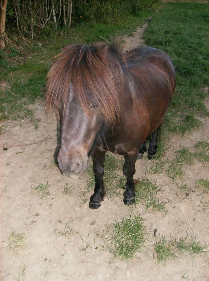 Shetlænder Jolly Jumper  billede 19