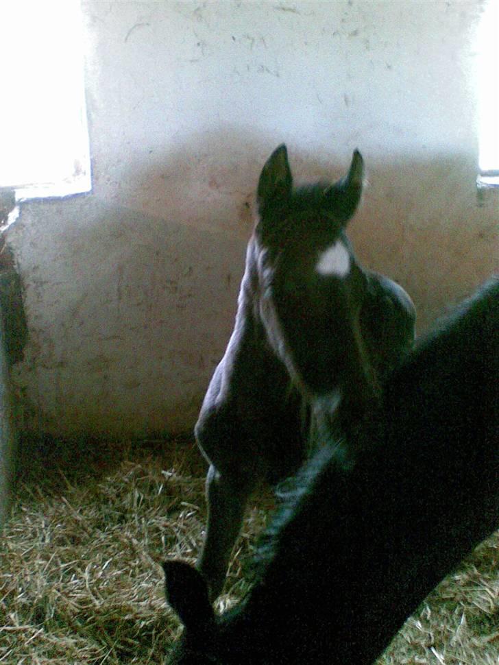 DSP Friis Mr Quick Step - Kuk Kuk billede 2