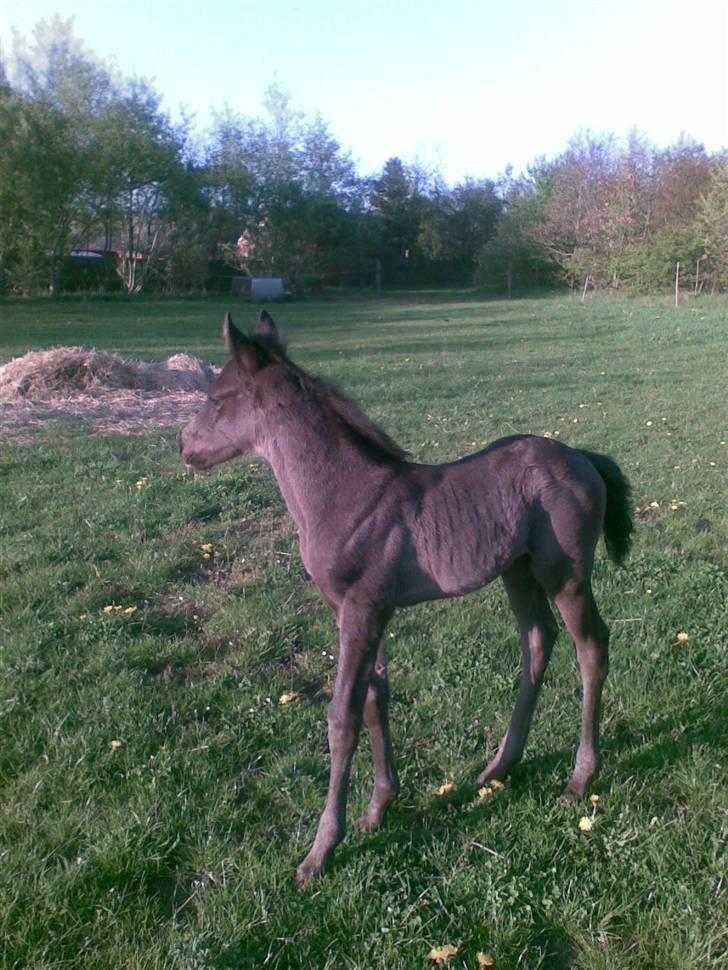 DSP Friis Mr Quick Step - 3 uger gl billede 6