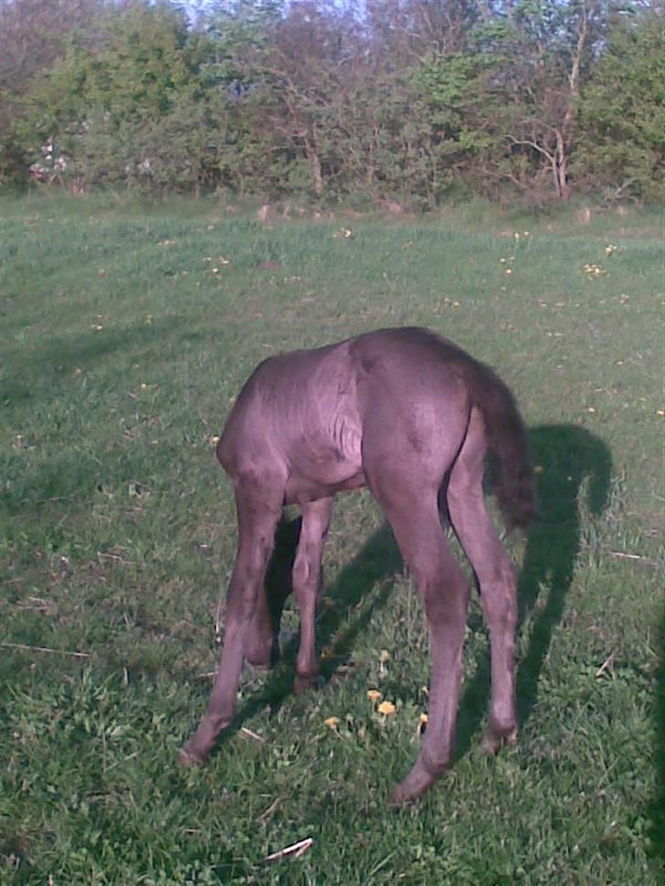 DSP Friis Mr Quick Step - Nøj de lange ben  billede 7
