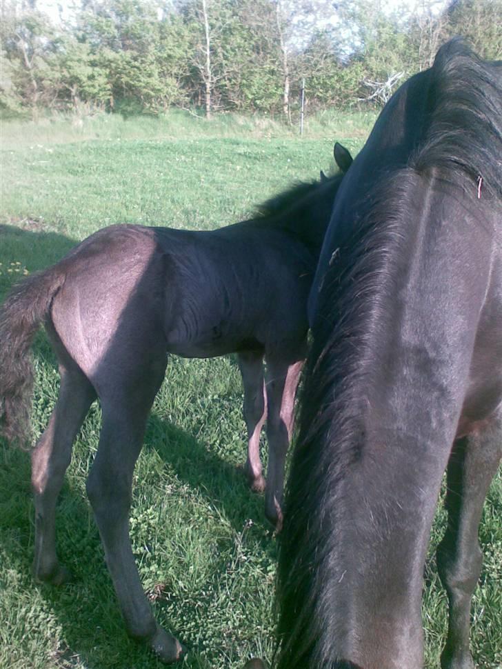 DSP Friis Mr Quick Step - Giver du en tår billede 8