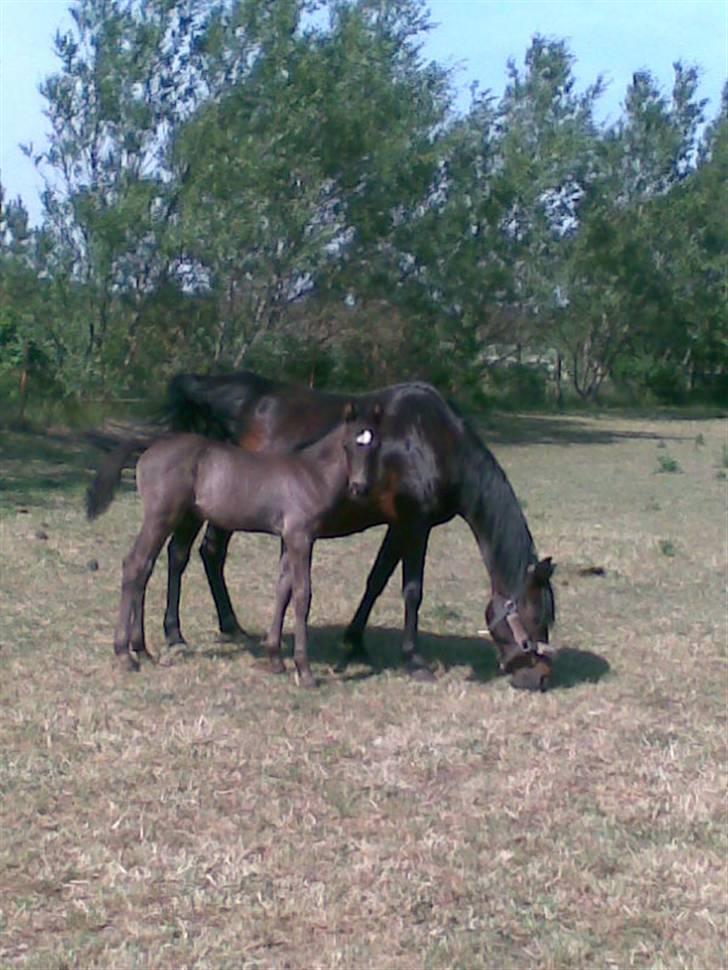 DSP Friis Mr Quick Step billede 9