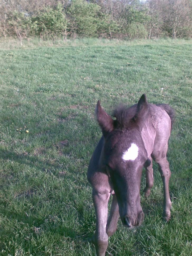 DSP Friis Mr Quick Step billede 10