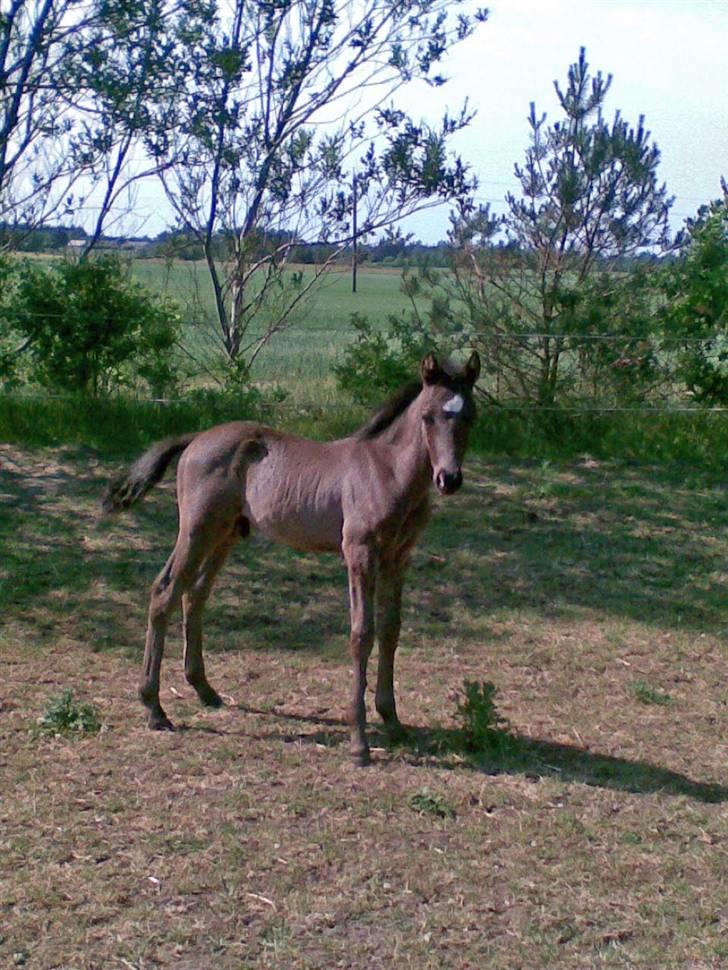 DSP Friis Mr Quick Step billede 11