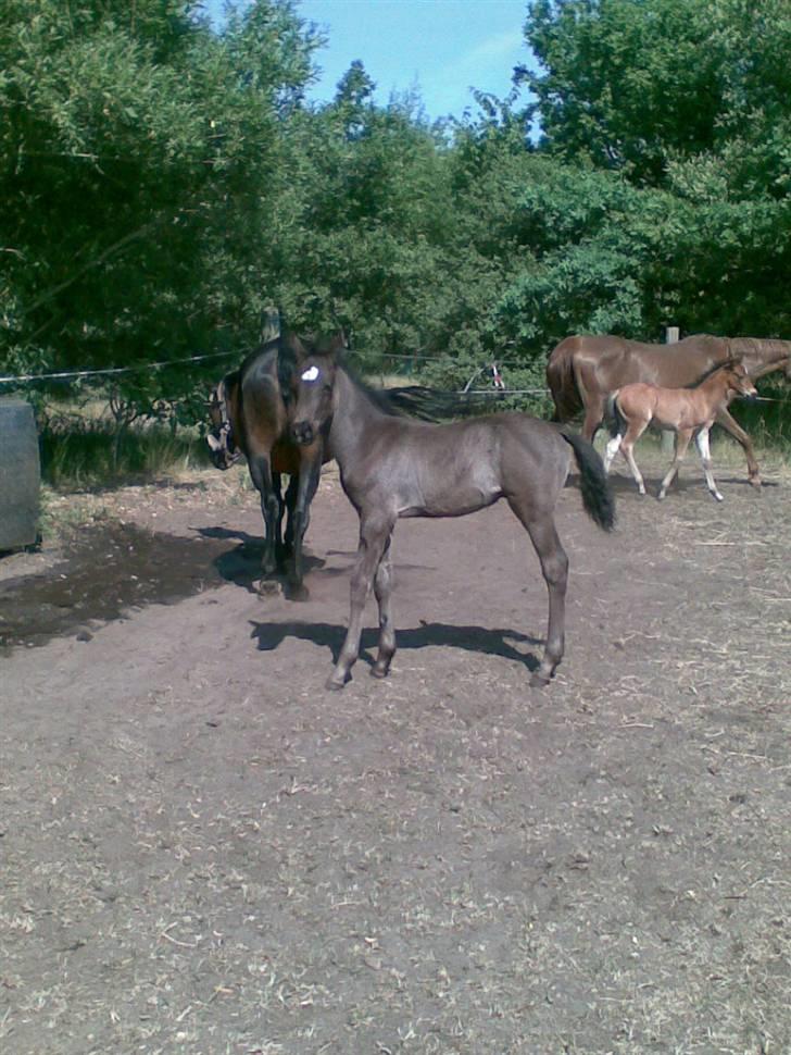 DSP Friis Mr Quick Step billede 12