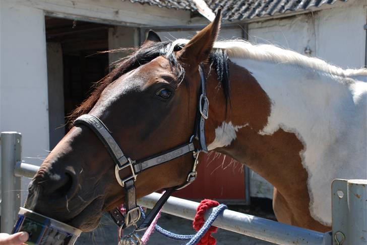 Pinto Intermezzo *SOLGT* - Nams - det smager godt. billede 6