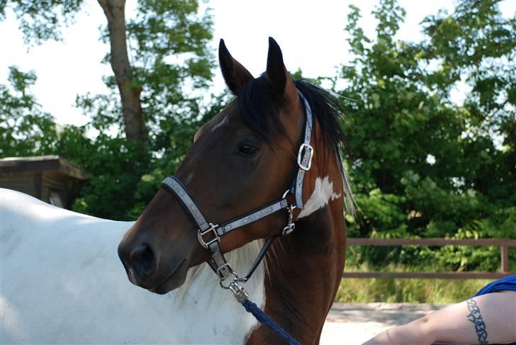 Pinto Intermezzo *SOLGT* - Her "poseres" igen. billede 8