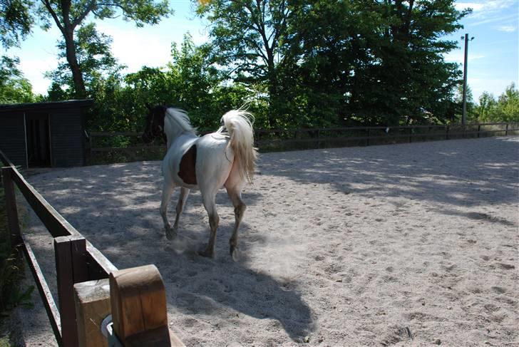 Pinto Intermezzo *SOLGT* - Feeeed ridebane at løbe rundt på. billede 12
