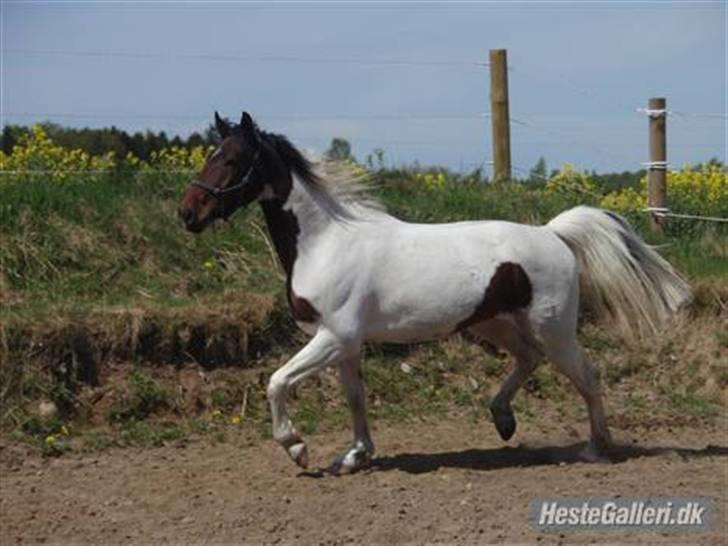 Pinto Intermezzo *SOLGT* - Mezzo forår 2008 - før jeg købte ham. billede 14