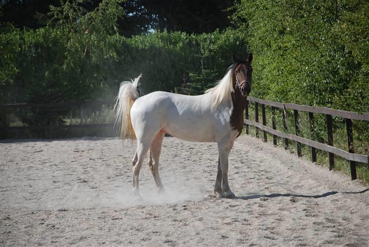 Pinto Intermezzo *SOLGT* - Feeeed ridebane at løbe rundt på. billede 15