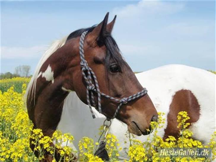 Pinto Intermezzo *SOLGT* - Mezzo forår 2008 - før jeg købte ham. billede 16
