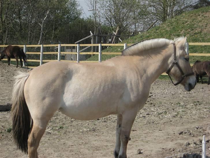 Fjordhest Jasmin<'3 Solgt ! :'( - hmmm ja hun har faktisk været tynd, billede 17
