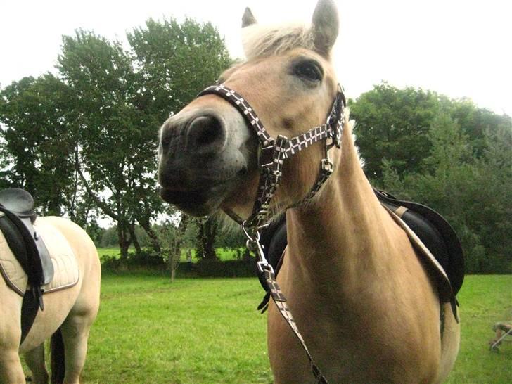 Fjordhest Jasmin<'3 Solgt ! :'( - Grandtoftegård 2008.  fordi jeg elsker dig billede 18