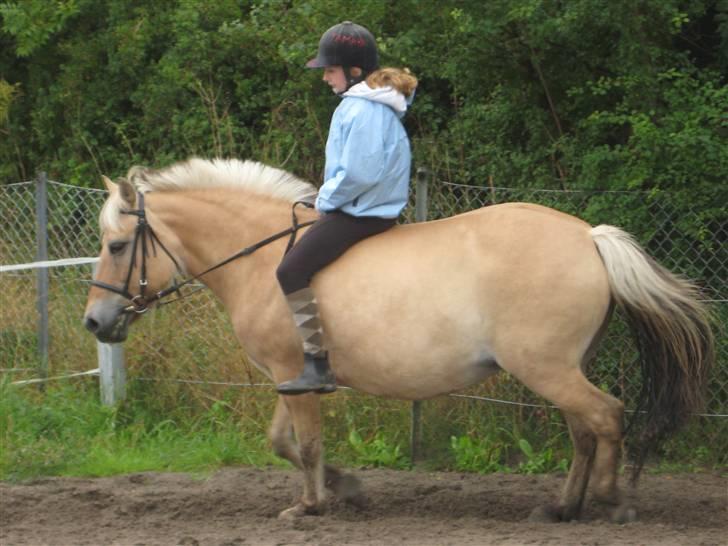 Fjordhest Jasmin<'3 Solgt ! :'( - Jeg rider på Jasmin uden sadel xD igen XD billede 19